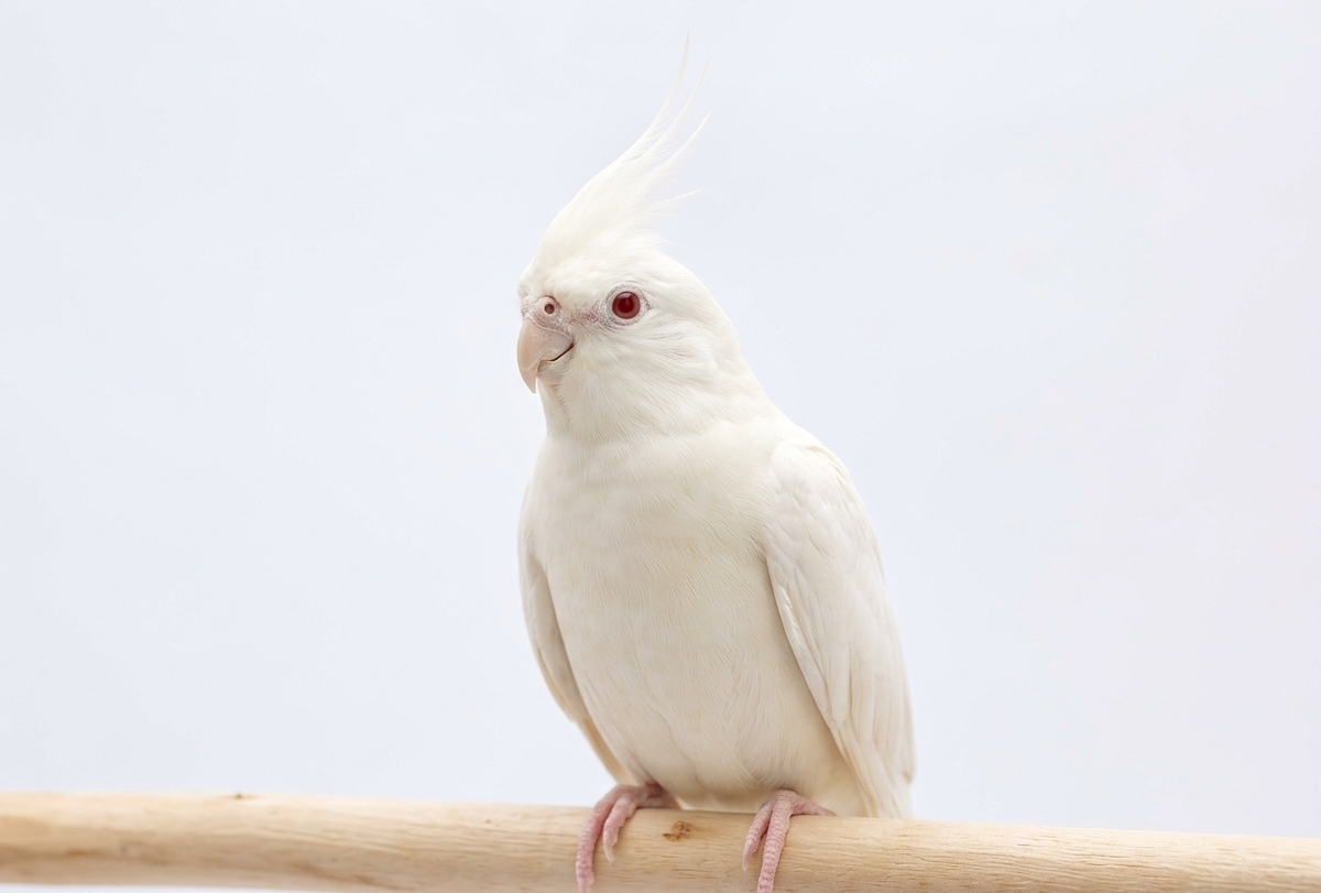 Calopsita albina branca